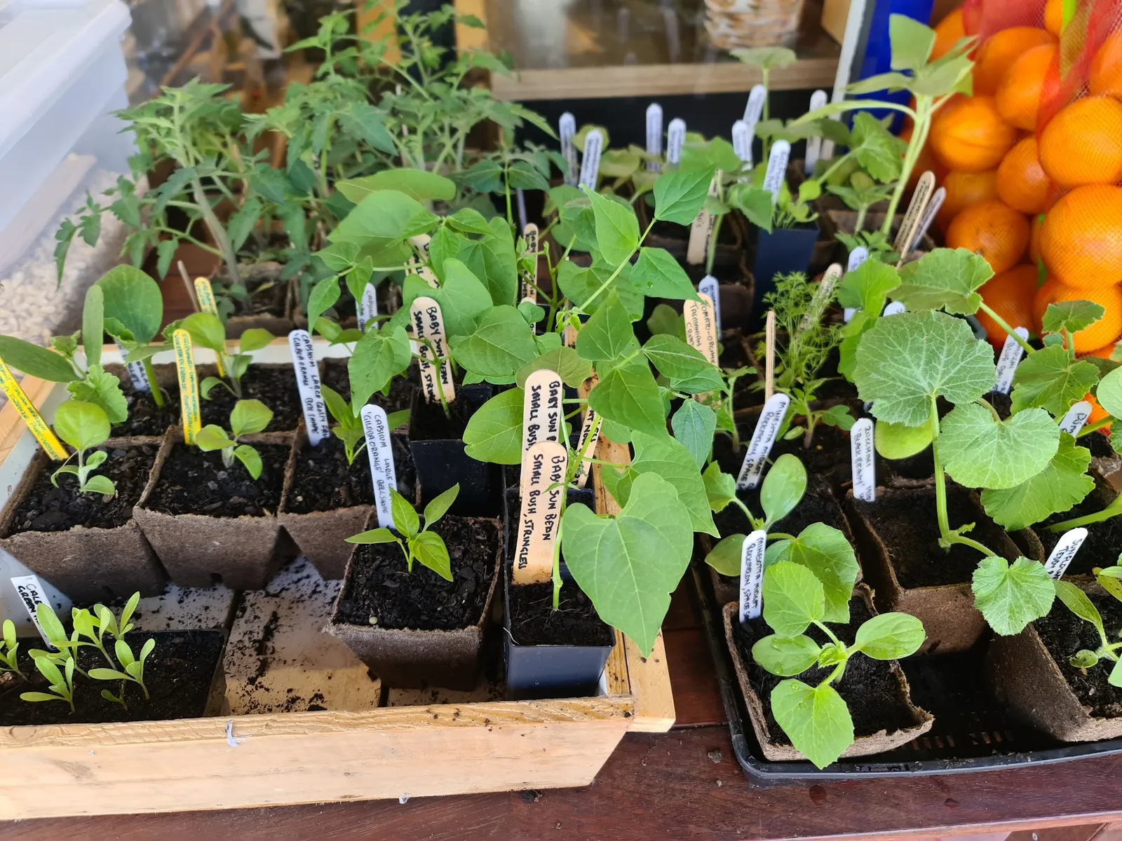 Garden seedlings available at Nourish Balnarring